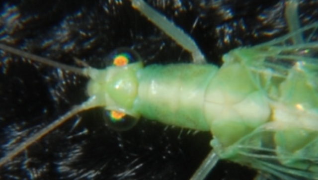 Probabile Cunctochrysa albolineata parassitizzata